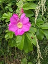 Pink rosehip flower and ladybug on a green leaf Royalty Free Stock Photo