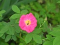 Pink rosehip flower Royalty Free Stock Photo