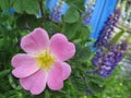 Pink rosehip flowers close up Royalty Free Stock Photo