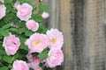 Pink rosehip flowers on a gray background