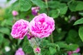 Pink rosehip flowers among green leaves closeup