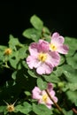 Pink rosehip flowers Royalty Free Stock Photo