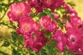 Pink rosehip flowers