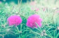 Pink rosemoss Royalty Free Stock Photo