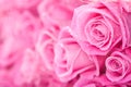 Pink roses