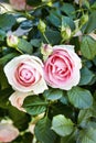 Pink roses Royalty Free Stock Photo