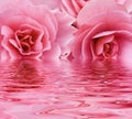 Rosa rosa 