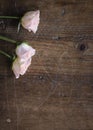 Close up of pink roses coming from the right on pine wood as rustic background