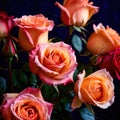 Pink roses against dark background, floral bouqeut for romance and love