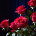 Pink roses against dark background, floral bouqeut for romance and love Royalty Free Stock Photo