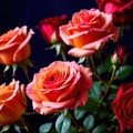 Pink roses against dark background, floral bouqeut for romance and love Royalty Free Stock Photo