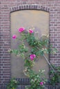 Pink roses against old brick wall within yellow frame Royalty Free Stock Photo