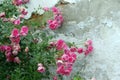 Pink roses along the old wall Royalty Free Stock Photo