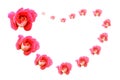 Pink roses arranged in a heart shape on a white background Royalty Free Stock Photo