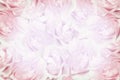 Pink roses background Royalty Free Stock Photo