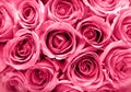 Pink roses background Royalty Free Stock Photo