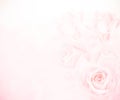 Pink roses background Royalty Free Stock Photo