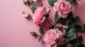 Pink Roses on Pink Background