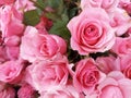 Pink roses background. Floral roses flowers. Natural patter backgrounds of fresh pink roses. Flower background. Top view