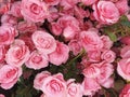 Pink roses background. Floral roses flowers. Natural patter backgrounds of fresh pink roses. Flower background.