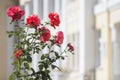 Pink roses on a background of an old building Royalty Free Stock Photo