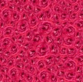 Pink Roses background red