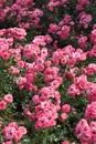 Pink roses Royalty Free Stock Photo