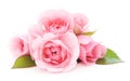 Pink Roses Royalty Free Stock Photo