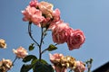 Pink roses in bloom on a branch with the sky as background seen up close Royalty Free Stock Photo