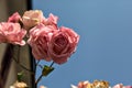 Pink roses in bloom on a branch with the sky as background seen up close Royalty Free Stock Photo