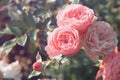 Pink roses in bloom close-up. Beautiful roses in a garden roses in a garden