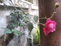 Pink roses bloom in front of a rusty iron pole