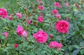 Pink roses bloom in the rose garden. Terry flowers of a bush English rose Royalty Free Stock Photo