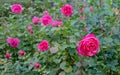 Pink roses bloom in the rose garden. Terry flowers of a bush English rose Royalty Free Stock Photo