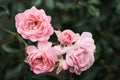 Pink roses bloom in a tropical garden with natural green blurring background. Represents romance Rose to love. as background Vale