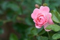 Pink roses bloom in a tropical garden with natural green blurring background. Represents romance Rose to love. as background Valen Royalty Free Stock Photo