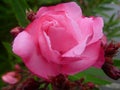 Classic pink rose in bloom.