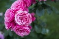 Pink roses blooming in the garden