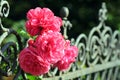 Pink roses blooming on a garden fence.