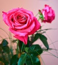 Pink roses