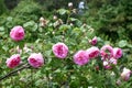 Pink Roses Blooming and Rosebuds Waiting to Bloom