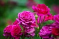 Pink roses blossom on green blurred background close up, beautiful red rose bunch macro, growing purple flowers in bloom