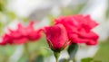 Macro Gorgeous Olympic fire Roses in Natural environment Royalty Free Stock Photo