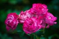 Pink roses blossom on green blurred background close up, beautiful red rose bunch macro, growing purple flowers in bloom Royalty Free Stock Photo