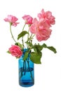 Pink roses in a blue glass vase isolated on a white background Royalty Free Stock Photo