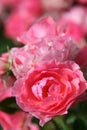 Pink roses with blurred background