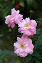 Pink Roses with Blurred Background