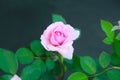 Pink roses on a blurry background in the rose garden Royalty Free Stock Photo