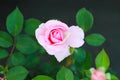 Pink roses on a blurry background in the rose garden Royalty Free Stock Photo