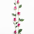 Pink roses border with blank space. Flowers arranged Royalty Free Stock Photo